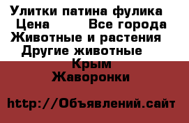 Улитки патина фулика › Цена ­ 10 - Все города Животные и растения » Другие животные   . Крым,Жаворонки